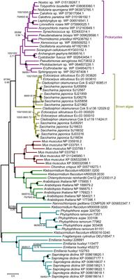Evolution and Expansion of the Prokaryote-Like Lipoxygenase Family in the Brown Alga Saccharina japonica